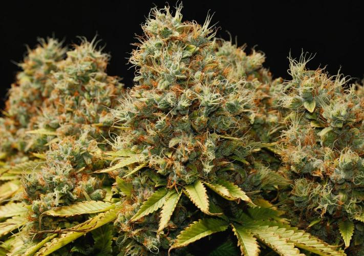 Strawb-AK, Dantes Inferno, SBC. Week 16 - day108 SAK