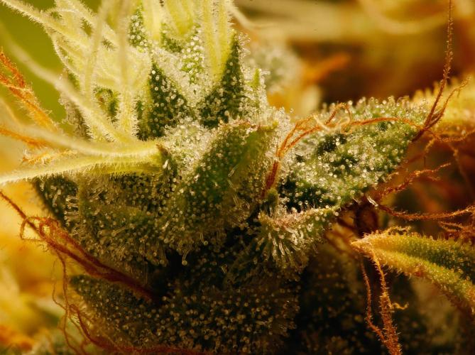 Strawb-AK, Dantes Inferno, SBC. Week 16 - day108 SAK