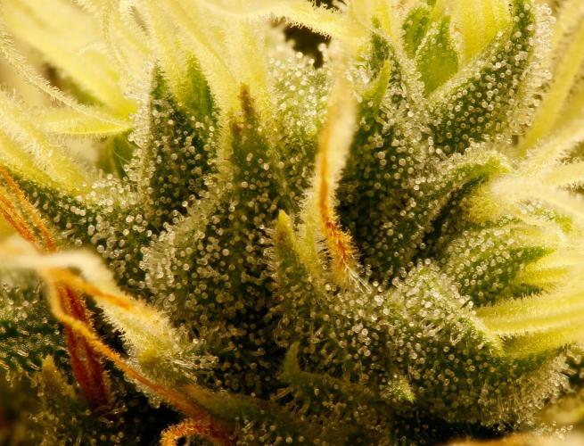 Strawb-AK, Dantes Inferno, SBC. Week 16 - day108 SAK