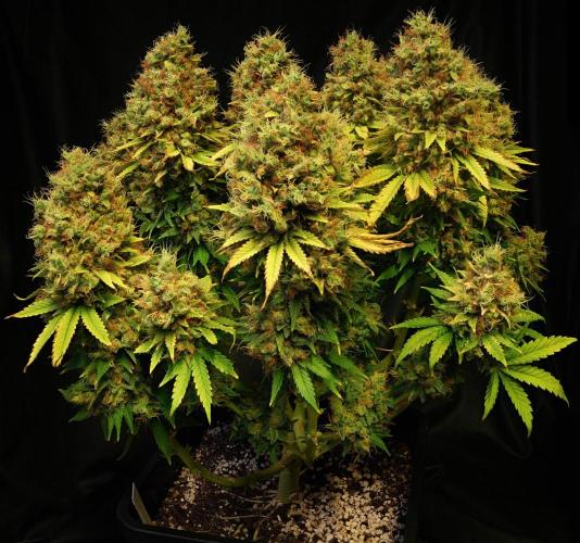 Strawb-AK, Dantes Inferno, SBC. Week 16 - SAK