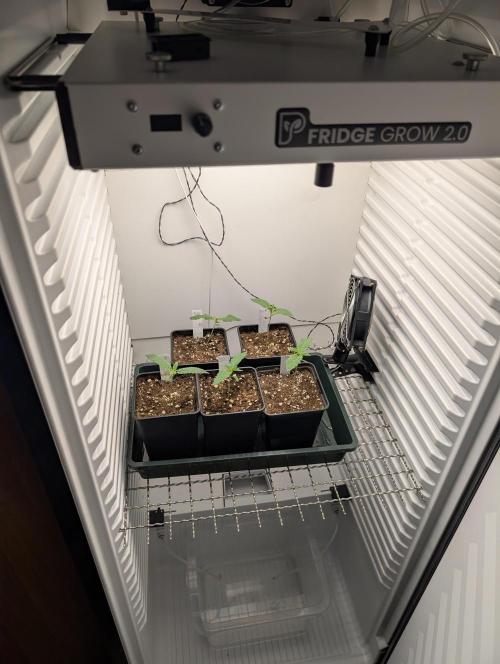 ChickenWafflez, Hella Jelly, Nutter Butt. Week 2 - day8