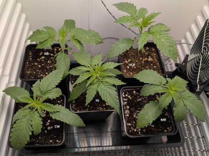 ChickenWafflez, Hella Jelly, Nutter Butt. Week 2 - day13