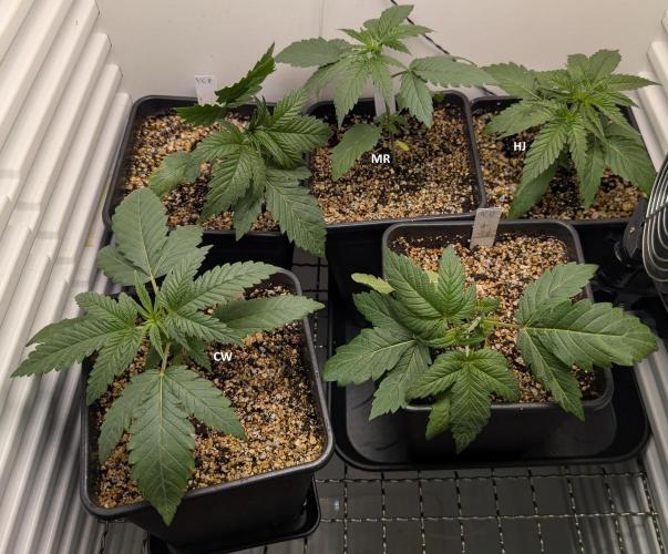 ChickenWafflez, Hella Jelly, Nutter Butt. Week 3 - day16