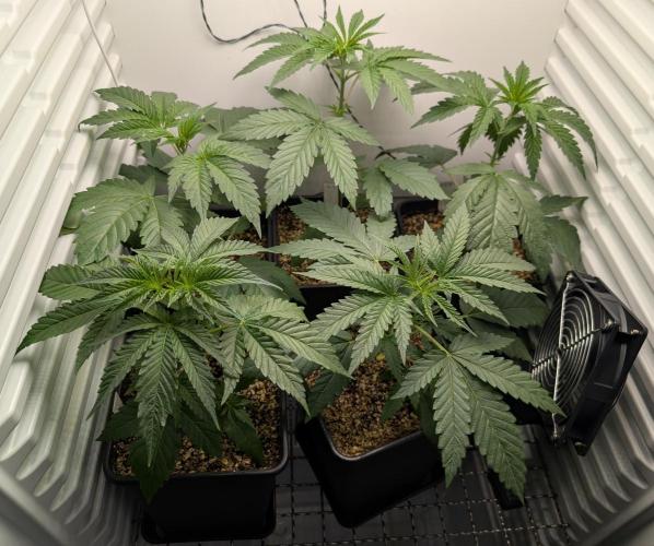 ChickenWafflez, Hella Jelly, Nutter Butt. Week 3 - day21