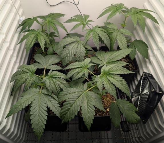 ChickenWafflez, Hella Jelly, Nutter Butt. Week 3 - day21 topping
