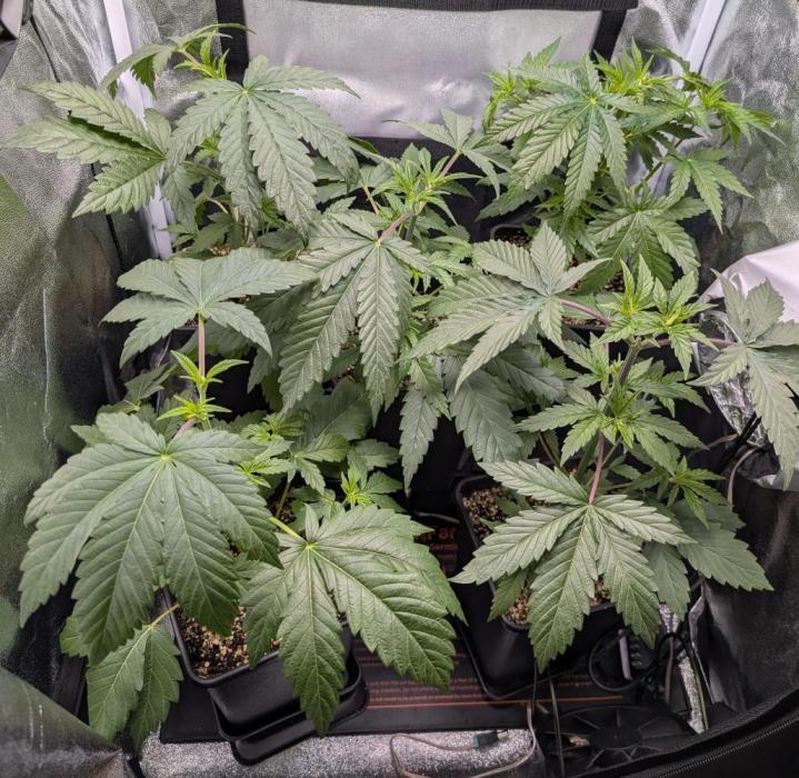ChickenWafflez, Hella Jelly, Nutter Butt. Week 4 - day26