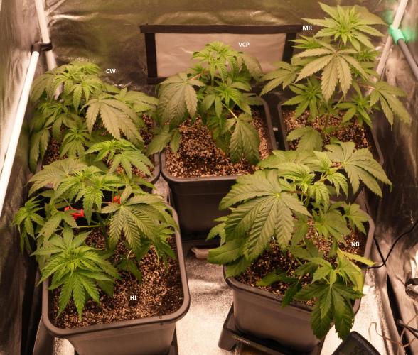 ChickenWafflez, Hella Jelly, Nutter Butt. Week 5 - day28 repot