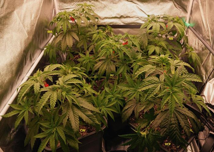 ChickenWafflez, Hella Jelly, Nutter Butt. Week 5 - day32