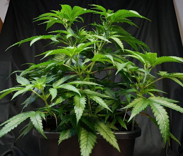 ChickenWafflez, Hella Jelly, Nutter Butt. Week 6 - CW