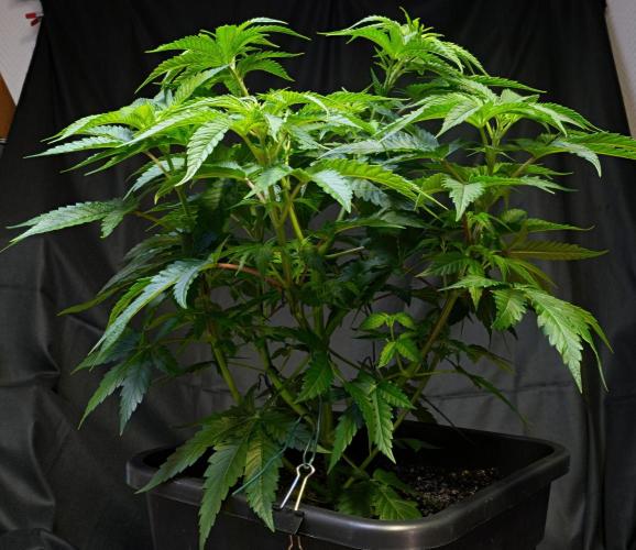 ChickenWafflez, Hella Jelly, Nutter Butt. Week 6 - HJ
