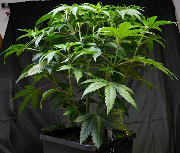 ChickenWafflez, Hella Jelly, Nutter Butt. Week 6 - MR