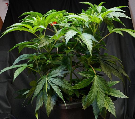 ChickenWafflez, Hella Jelly, Nutter Butt. Week 6 - VCP