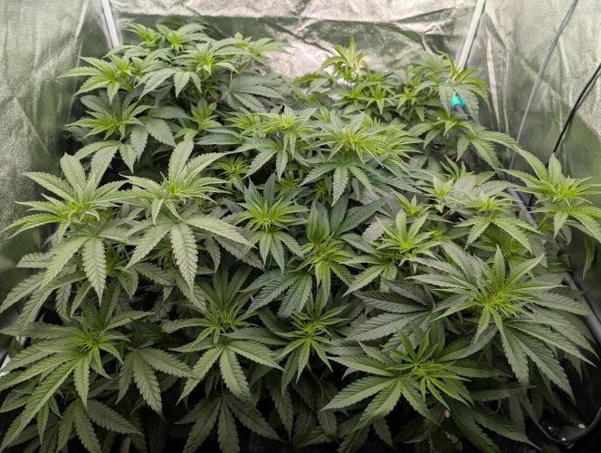 ChickenWafflez, Hella Jelly, Nutter Butt. Week 6 - fd8