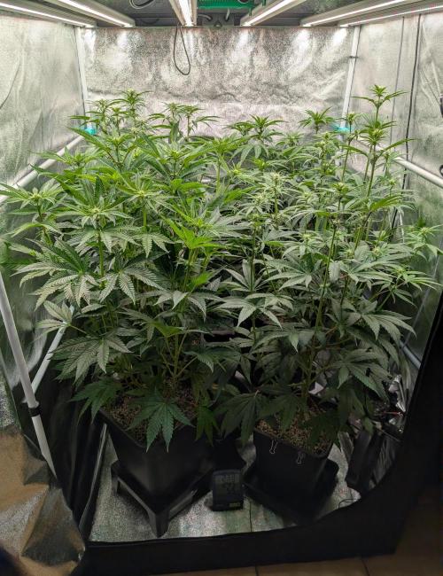 ChickenWafflez, Hella Jelly, Nutter Butt. Week 7 - fd17