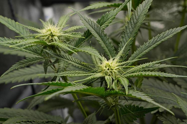 ChickenWafflez, Hella Jelly, Nutter Butt. Week 7 - fd20 CW