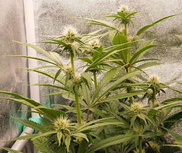 ChickenWafflez, Hella Jelly, Nutter Butt. Week 7 - NB