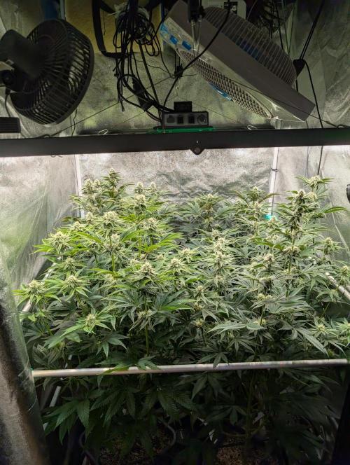 ChickenWafflez, Hella Jelly, Nutter Butt. Week 9 - fd29