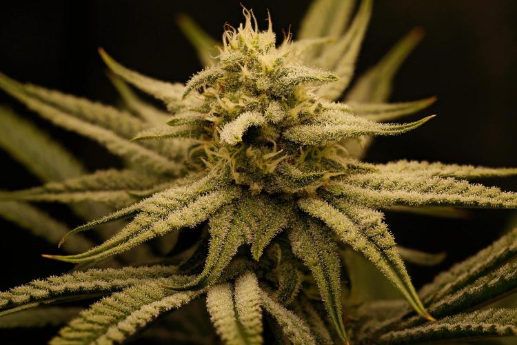 ChickenWafflez, Hella Jelly, Nutter Butt. Week 9 - fd31 CW