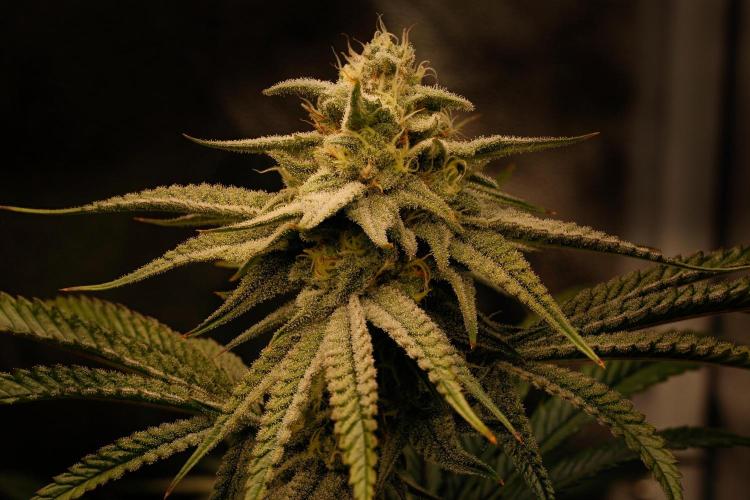 ChickenWafflez, Hella Jelly, Nutter Butt. Week 10 - fd36 CW