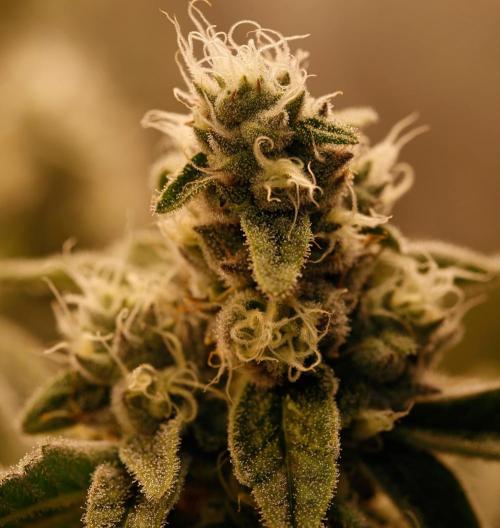 ChickenWafflez, Hella Jelly, Nutter Butt. Week 10 - fd36 MR