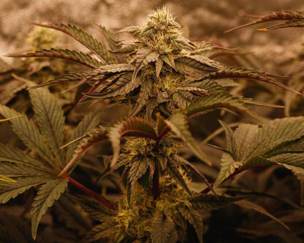 ChickenWafflez, Hella Jelly, Nutter Butt. Week 10 - fd36 VCP