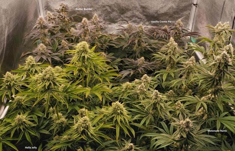 ChickenWafflez, Hella Jelly, Nutter Butt. Week 10 - fd40