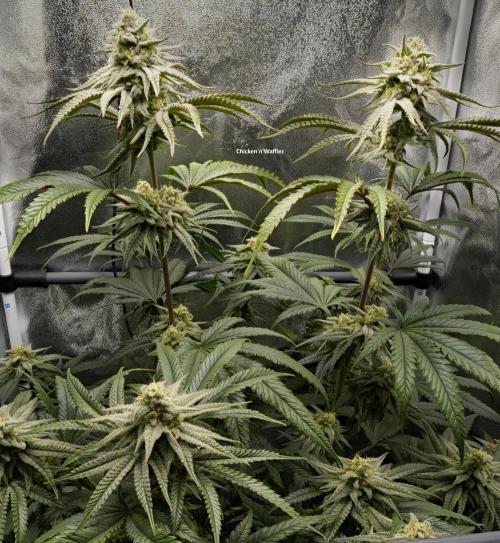 ChickenWafflez, Hella Jelly, Nutter Butt. Week 10 - fd40 CW