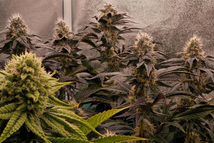 ChickenWafflez, Hella Jelly, Nutter Butt. Week 10 - fd40