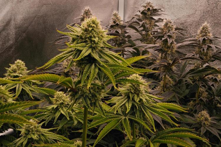 ChickenWafflez, Hella Jelly, Nutter Butt. Week 10 - fd40
