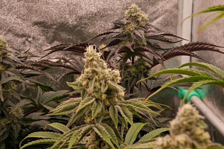 ChickenWafflez, Hella Jelly, Nutter Butt. Week 10 - fd40