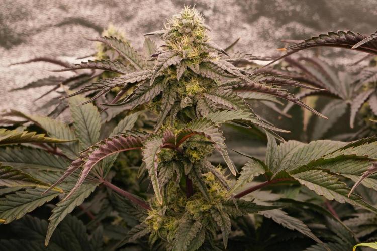 ChickenWafflez, Hella Jelly, Nutter Butt. Week 10 - fd40