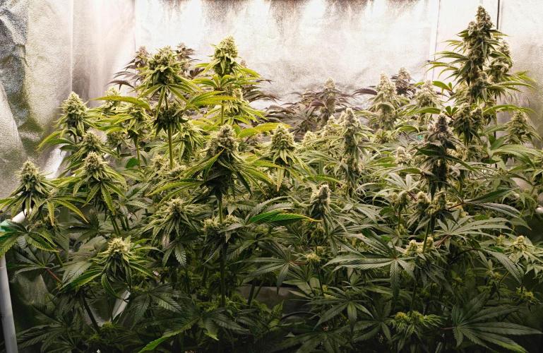 ChickenWafflez, Hella Jelly, Nutter Butt. Week 11 - fd42