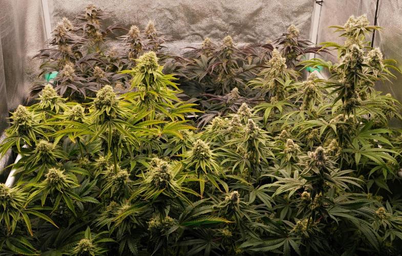 ChickenWafflez, Hella Jelly, Nutter Butt. Week 11 - fd42