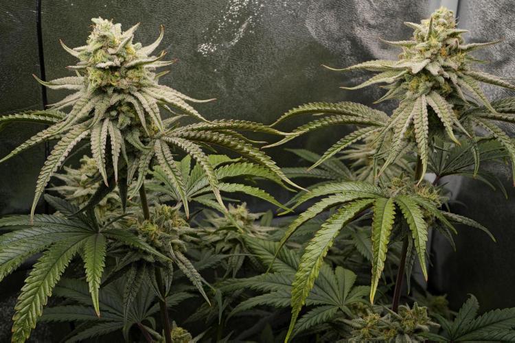 ChickenWafflez, Hella Jelly, Nutter Butt. Week 11 - fd42 CW