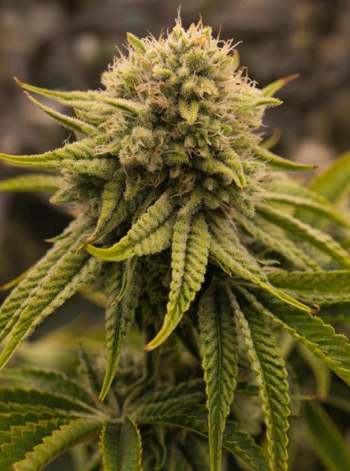 ChickenWafflez, Hella Jelly, Nutter Butt. Week 11 - fd42 HJ