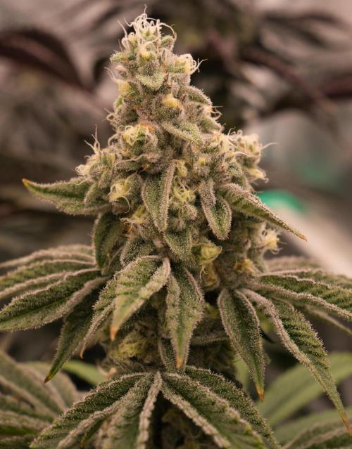ChickenWafflez, Hella Jelly, Nutter Butt. Week 11 - fd42 MR