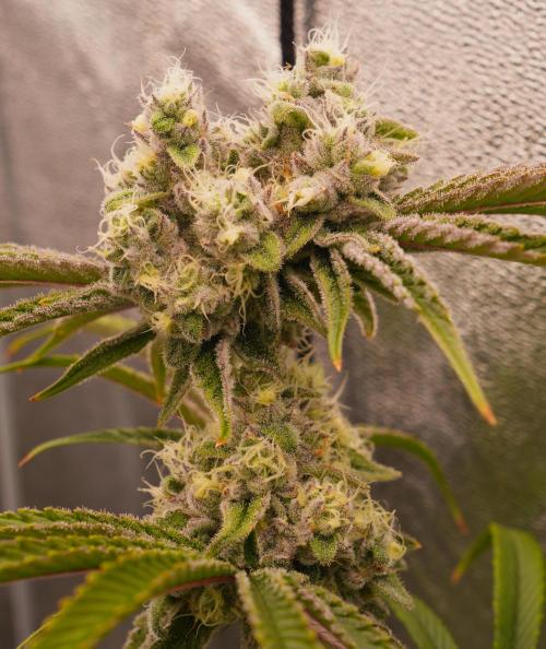 ChickenWafflez, Hella Jelly, Nutter Butt. Week 11 - fd42 MR