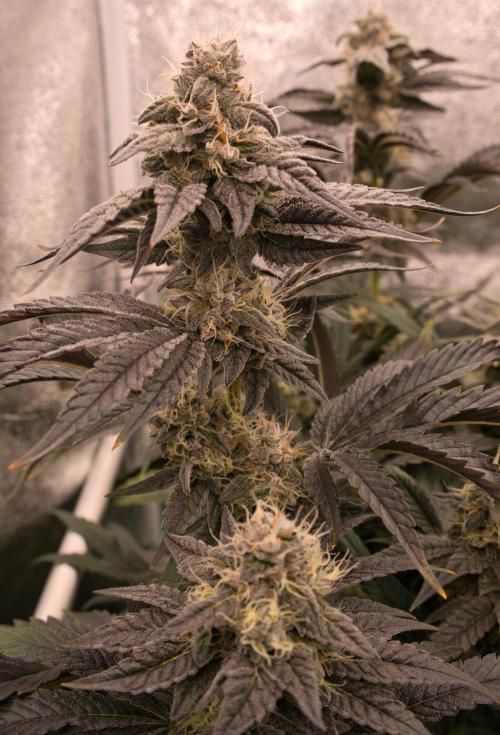 ChickenWafflez, Hella Jelly, Nutter Butt. Week 11 - fd42 NB