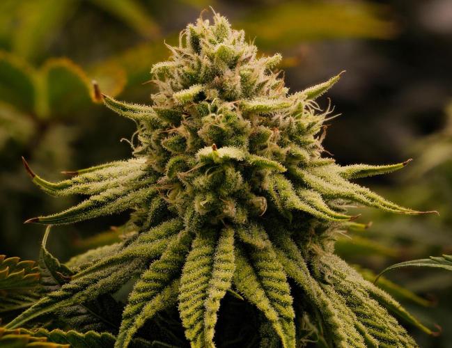 ChickenWafflez, Hella Jelly, Nutter Butt. Week 11 - fd44 HJ