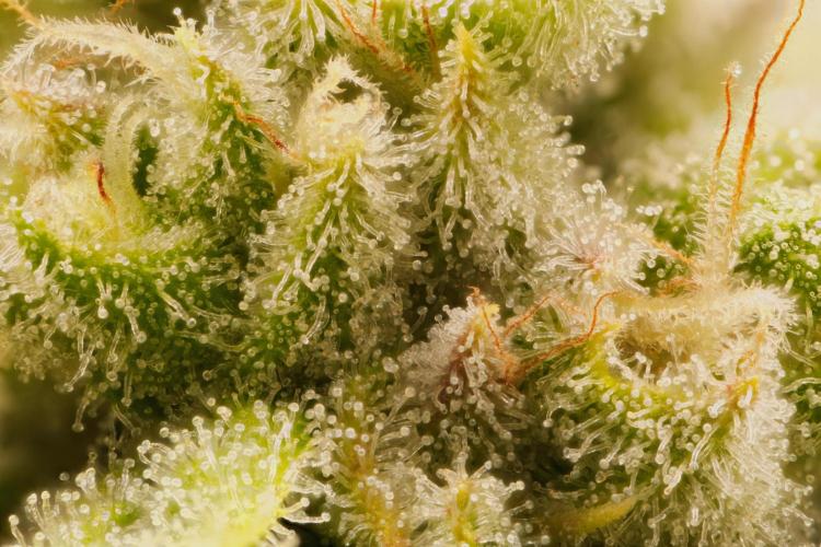 ChickenWafflez, Hella Jelly, Nutter Butt. Week 11 - fd44 HJ