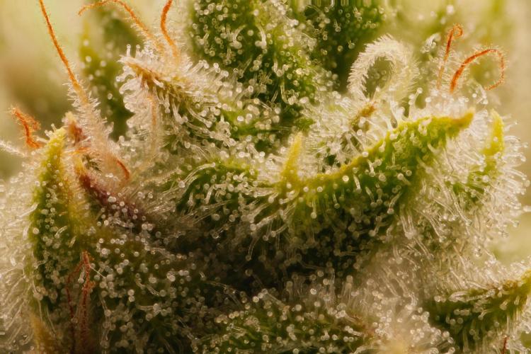 ChickenWafflez, Hella Jelly, Nutter Butt. Week 11 - fd44 HJ