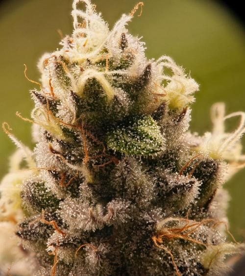 ChickenWafflez, Hella Jelly, Nutter Butt. Week 11 - fd44 MR