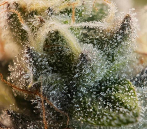 ChickenWafflez, Hella Jelly, Nutter Butt. Week 11 - fd44 MR