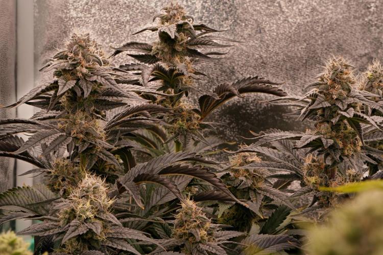 ChickenWafflez, Hella Jelly, Nutter Butt. Week 11 - fd44 NB
