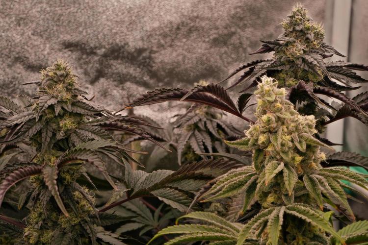 ChickenWafflez, Hella Jelly, Nutter Butt. Week 11 - fd44 VCP