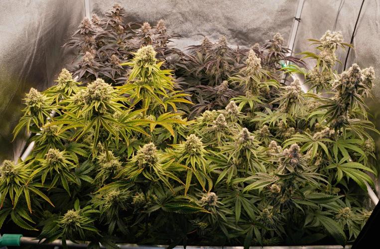 ChickenWafflez, Hella Jelly, Nutter Butt. Week 12 - fd49 Overview