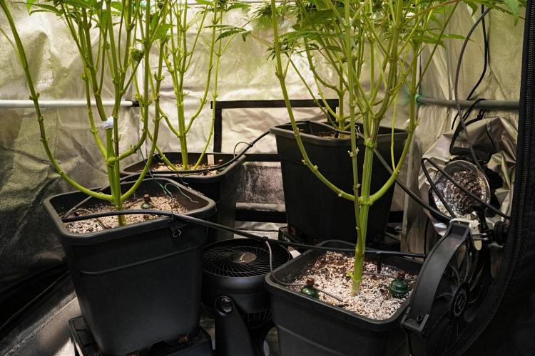 ChickenWafflez, Hella Jelly, Nutter Butt. Week 12 - fd49 bottom