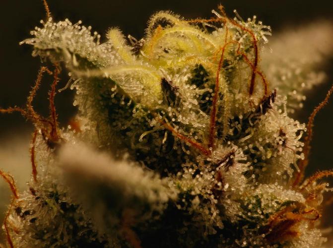 ChickenWafflez, Hella Jelly, Nutter Butt. Week 12 - fd49 CW Trichome