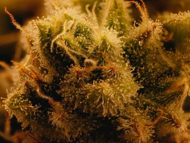 ChickenWafflez, Hella Jelly, Nutter Butt. Week 12 - fd49 HJ Trichome