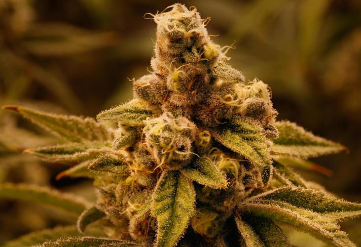 ChickenWafflez, Hella Jelly, Nutter Butt. Week 12 - fd49 Melonade Runtz little Bud